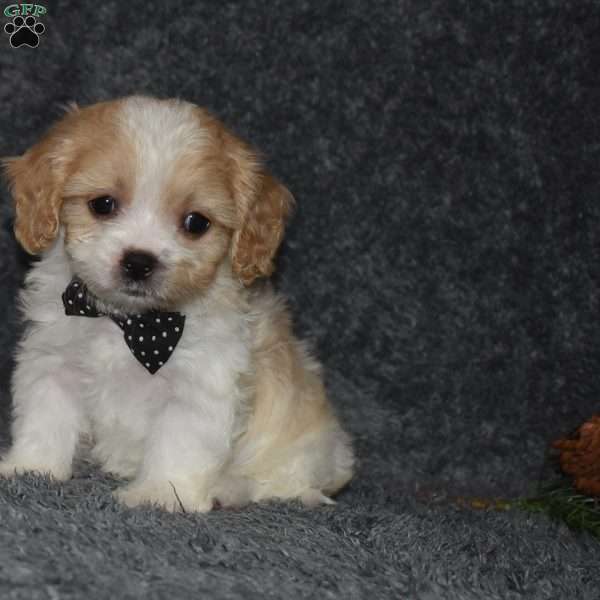 Captain, Cavachon Puppy