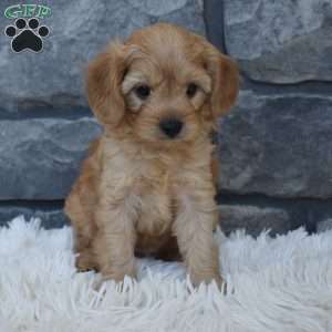 Riley, Cavapoo Puppy