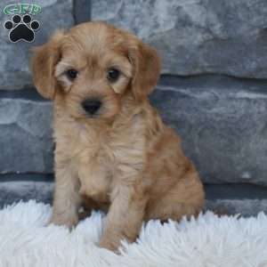 Riley, Cavapoo Puppy