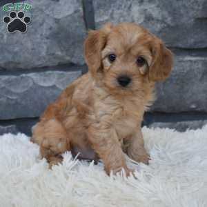 Riley, Cavapoo Puppy