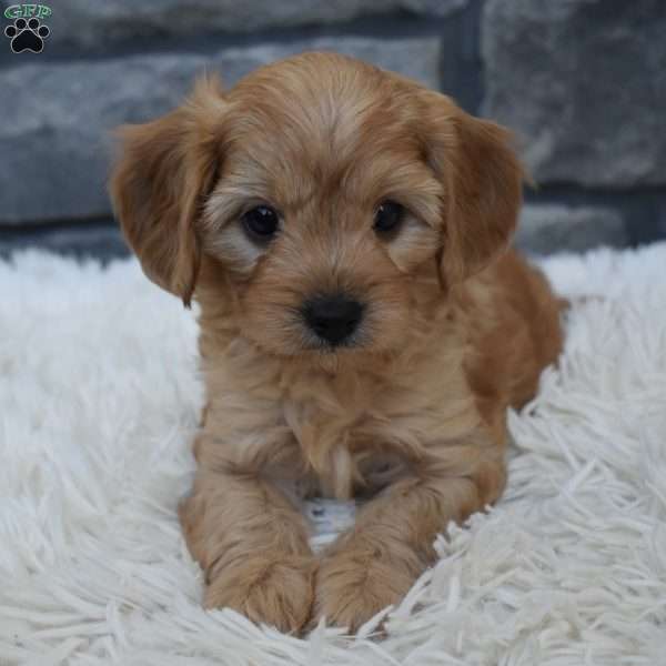 Riley, Cavapoo Puppy