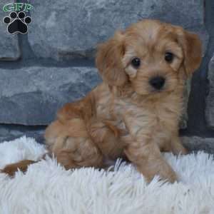 Riley, Cavapoo Puppy