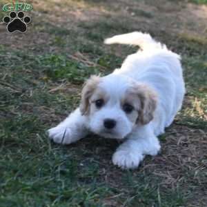 Teddy, Cavachon Puppy