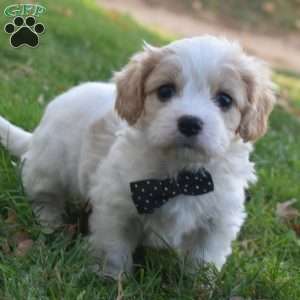 Teddy, Cavachon Puppy