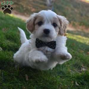 Teddy, Cavachon Puppy