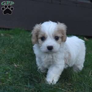 Teddy, Cavachon Puppy