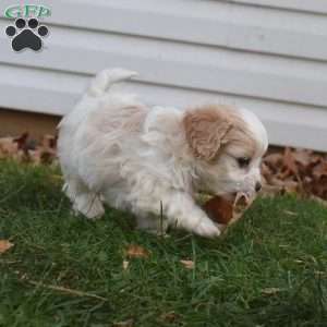 Tigger, Cavachon Puppy