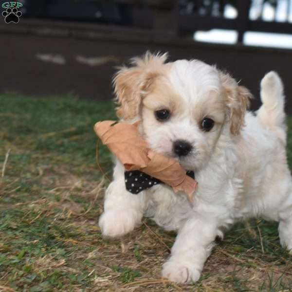 Tigger, Cavachon Puppy