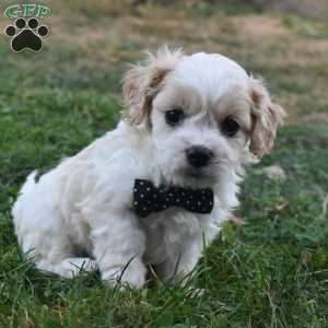 Tigger, Cavachon Puppy