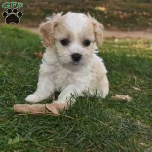 Tigger, Cavachon Puppy