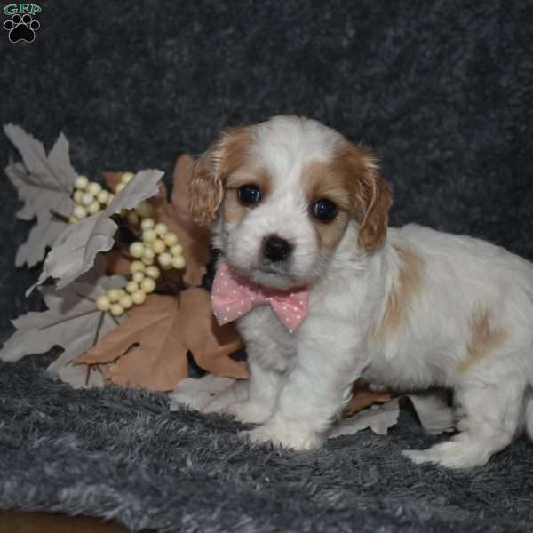 Tasha, Cavachon Puppy