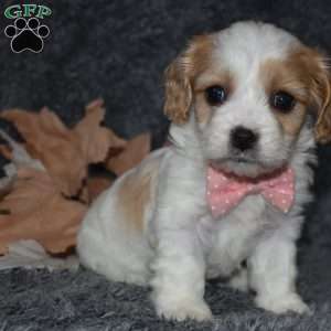 Tasha, Cavachon Puppy