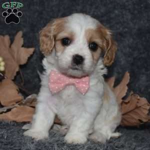 Tasha, Cavachon Puppy