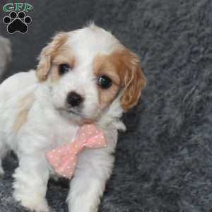 Tasha, Cavachon Puppy