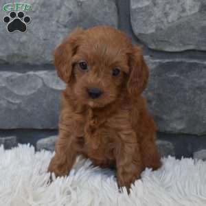 Roxy, Cavapoo Puppy