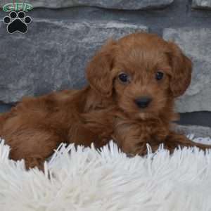 Roxy, Cavapoo Puppy