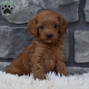 Roxy, Cavapoo Puppy