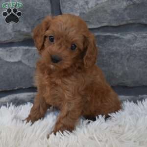 Roxy, Cavapoo Puppy