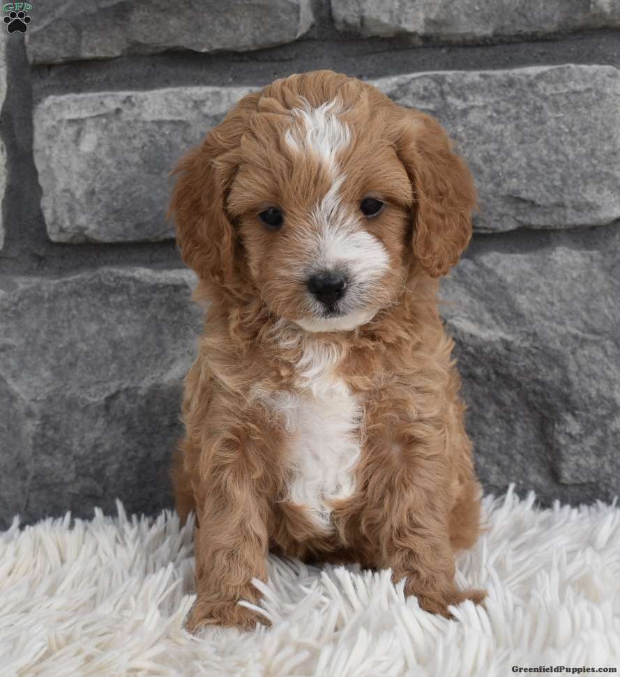 Cavapoo shops teddy