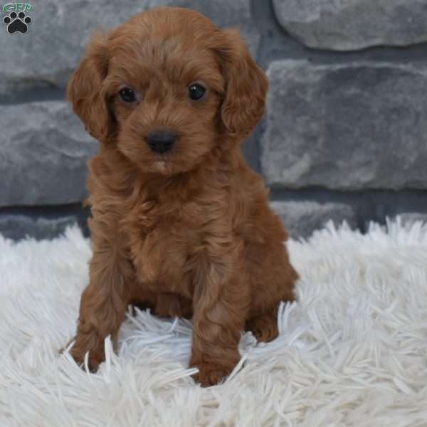 Roxy, Cavapoo Puppy