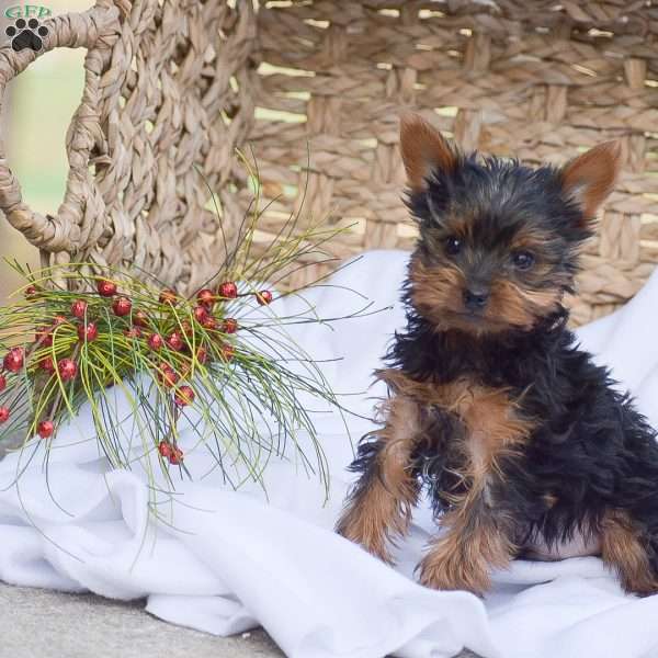 Rocket, Yorkie Puppy