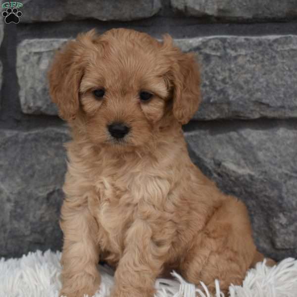 Asher, Cavapoo Puppy