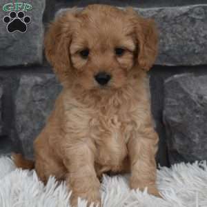 Asher, Cavapoo Puppy