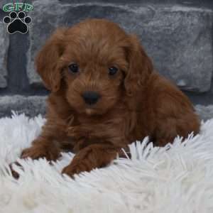 Roxy, Cavapoo Puppy