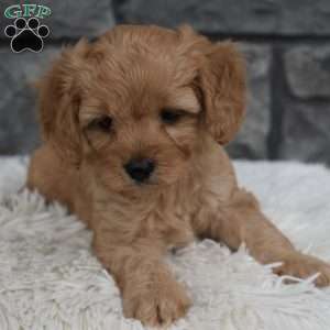 Asher, Cavapoo Puppy