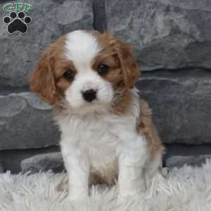 Stanley, Cavalier King Charles Spaniel Puppy