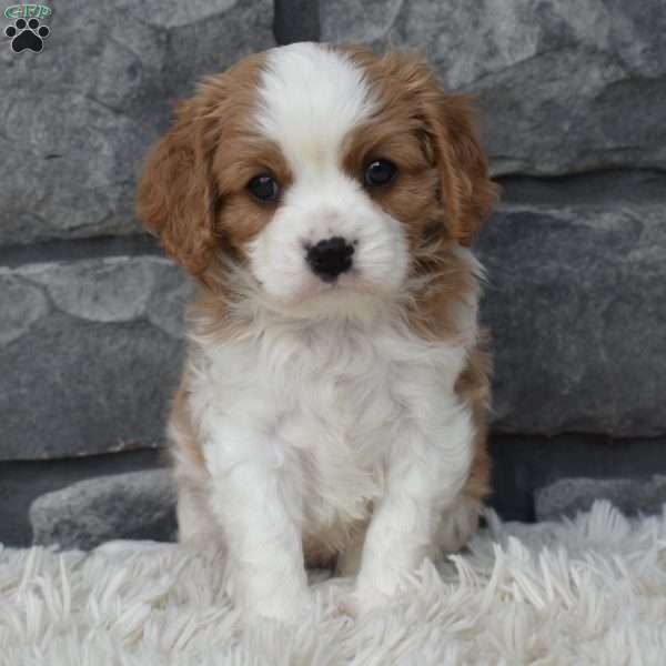 Stanley, Cavalier King Charles Spaniel Puppy