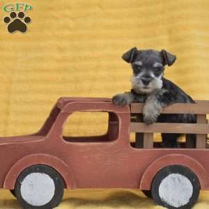 Ashley, Miniature Schnauzer Puppy