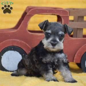 Ashley, Miniature Schnauzer Puppy