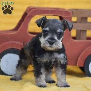 Ashley, Miniature Schnauzer Puppy