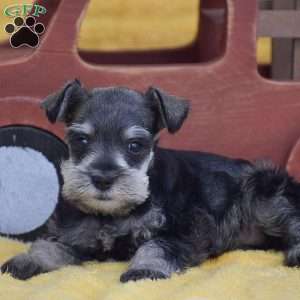 Ashley, Miniature Schnauzer Puppy