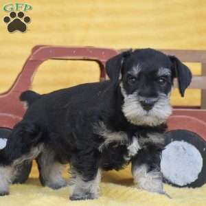 Austin, Miniature Schnauzer Puppy