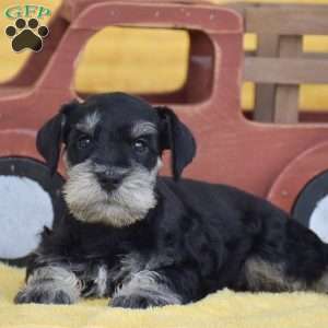 Austin, Miniature Schnauzer Puppy