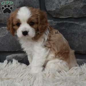 Stanley, Cavalier King Charles Spaniel Puppy