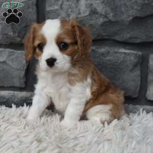 Snickers, Cavalier King Charles Spaniel Puppy