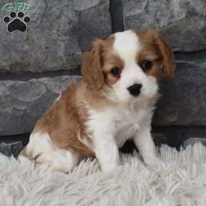 Snickers, Cavalier King Charles Spaniel Puppy