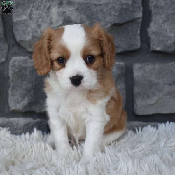 Snickers, Cavalier King Charles Spaniel Puppy