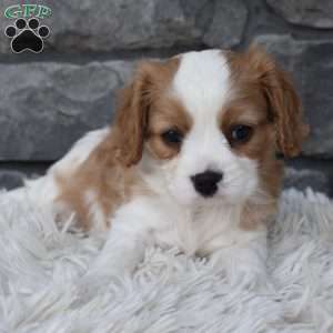 Snickers, Cavalier King Charles Spaniel Puppy