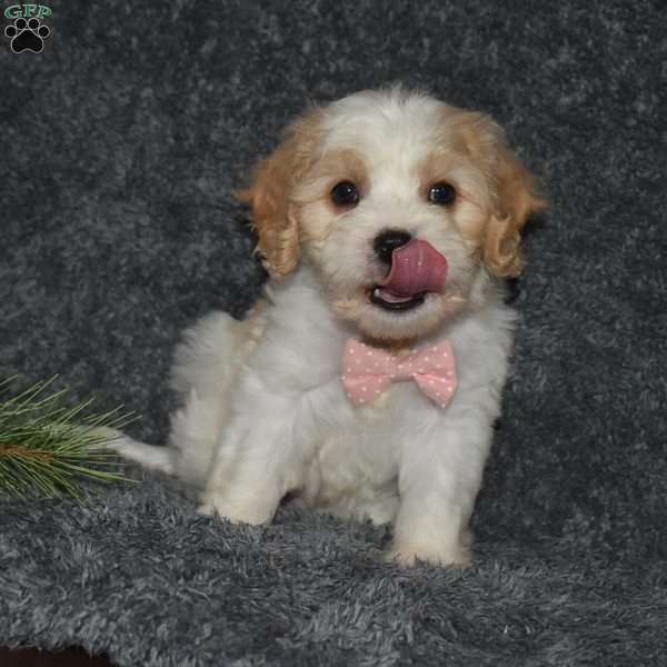 Clarissa, Cavachon Puppy