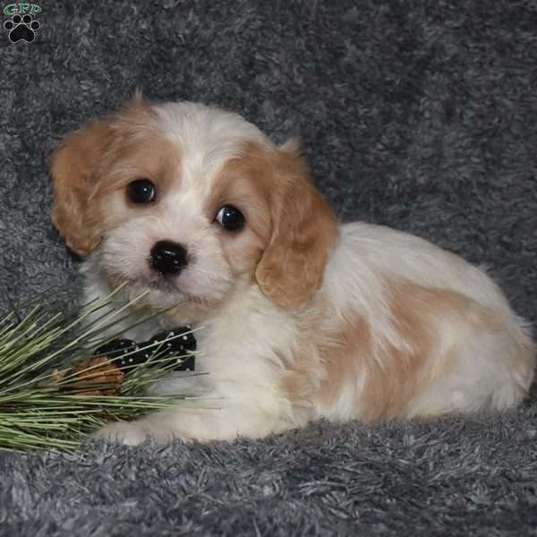 Carter, Cavachon Puppy