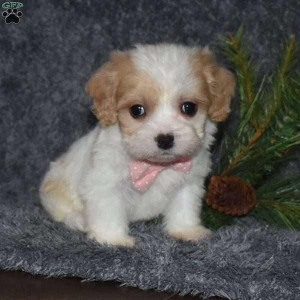 Cora, Cavachon Puppy