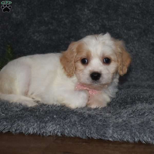 Callie, Cavachon Puppy