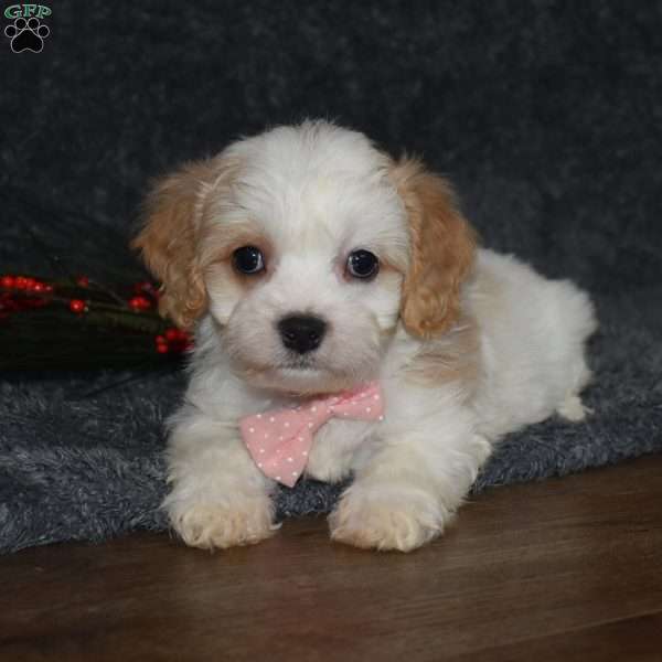 Charity, Cavachon Puppy