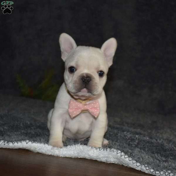 Holly, French Bulldog Puppy