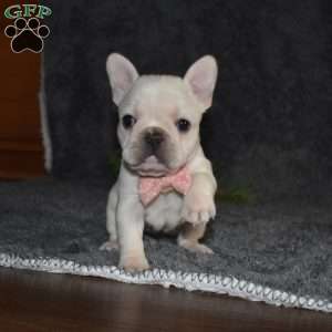 Holly, French Bulldog Puppy