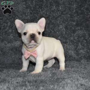 Holly, French Bulldog Puppy